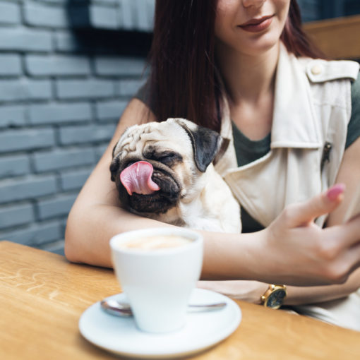 Cachorro da raça pug sentado no colo de sua tutora, enquanto ela usa o smartphone, em uma cafeteria pet friendly