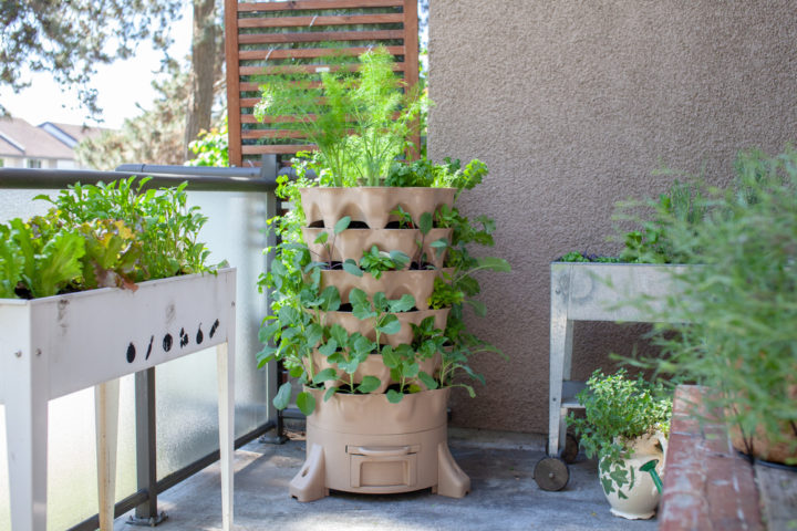 quais-plantas-cultivar-em-casa